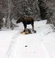 Sled dogs seriously injured when moose attacks team
