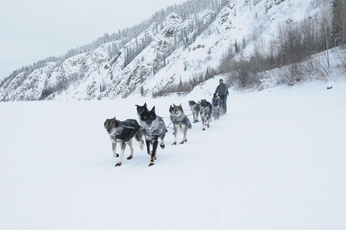 Yukon Quest dog team arrives in Dawson; minutes later its musher