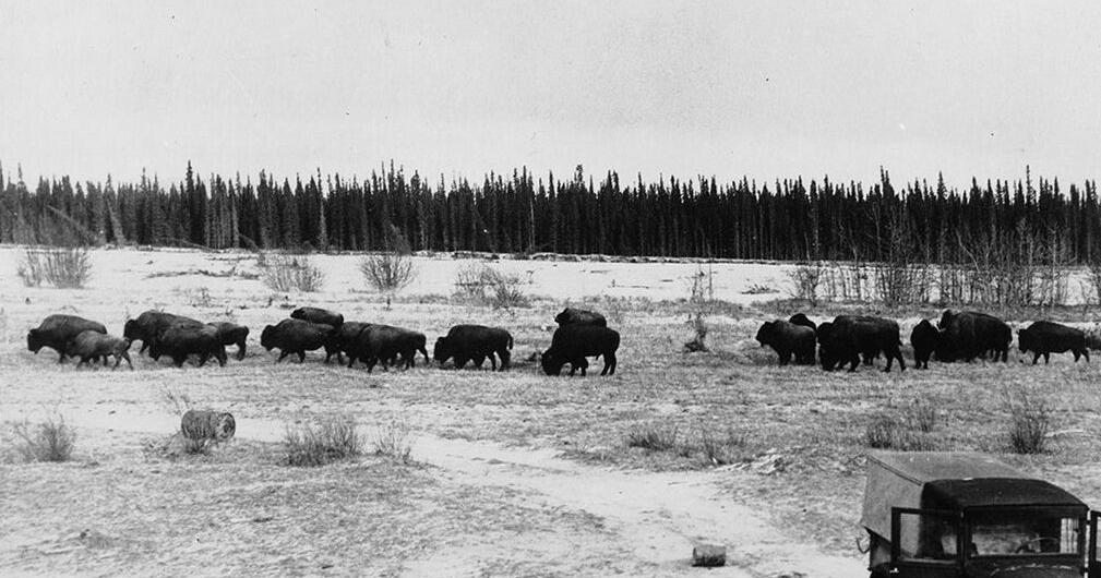 Where the Delta buffalo herd roams (and how they got there) - Vimarsana News