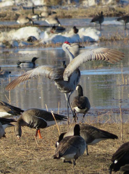 Crane dance