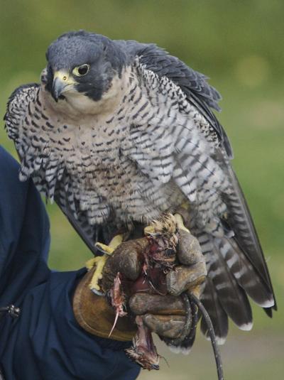 Peregrine Falcons Common In Interior During The Summer