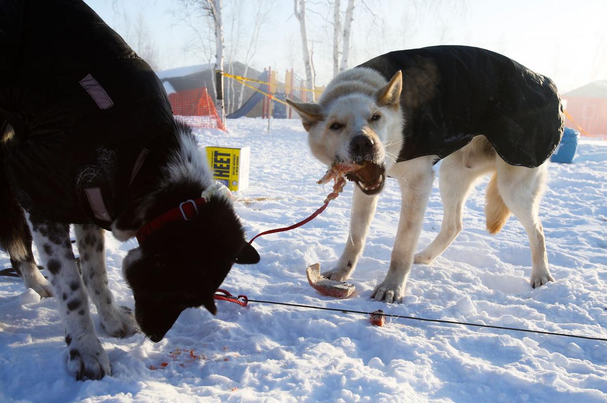 Zirkle leads pack out of Huslia with former champions right behind