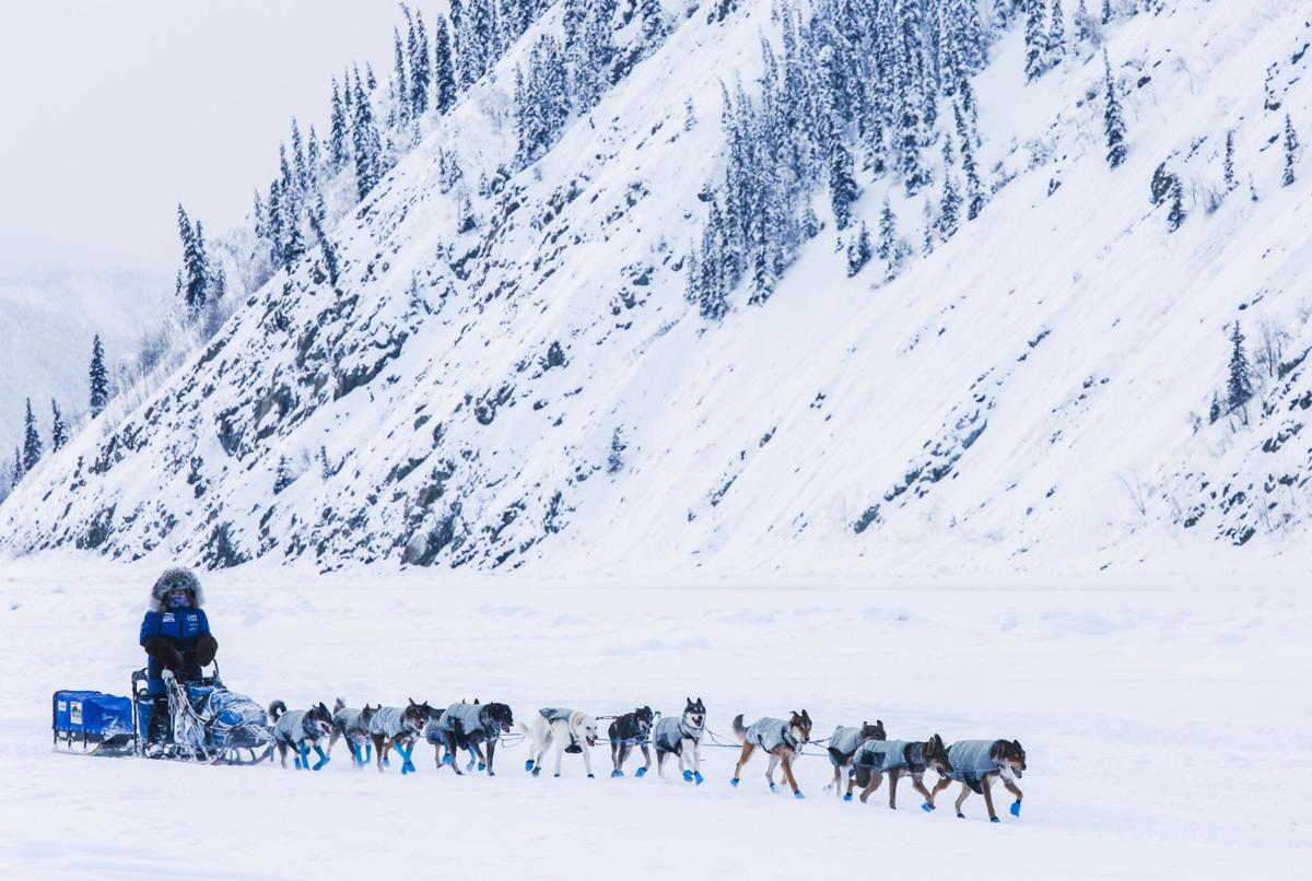 2019 Yukon Quest Dawson City 2 Yukon Quest Newsminer Com