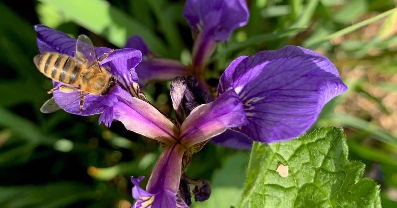 Celebrate National Pollinator Week at Georgeson Botanical Garden - Vimarsana News
