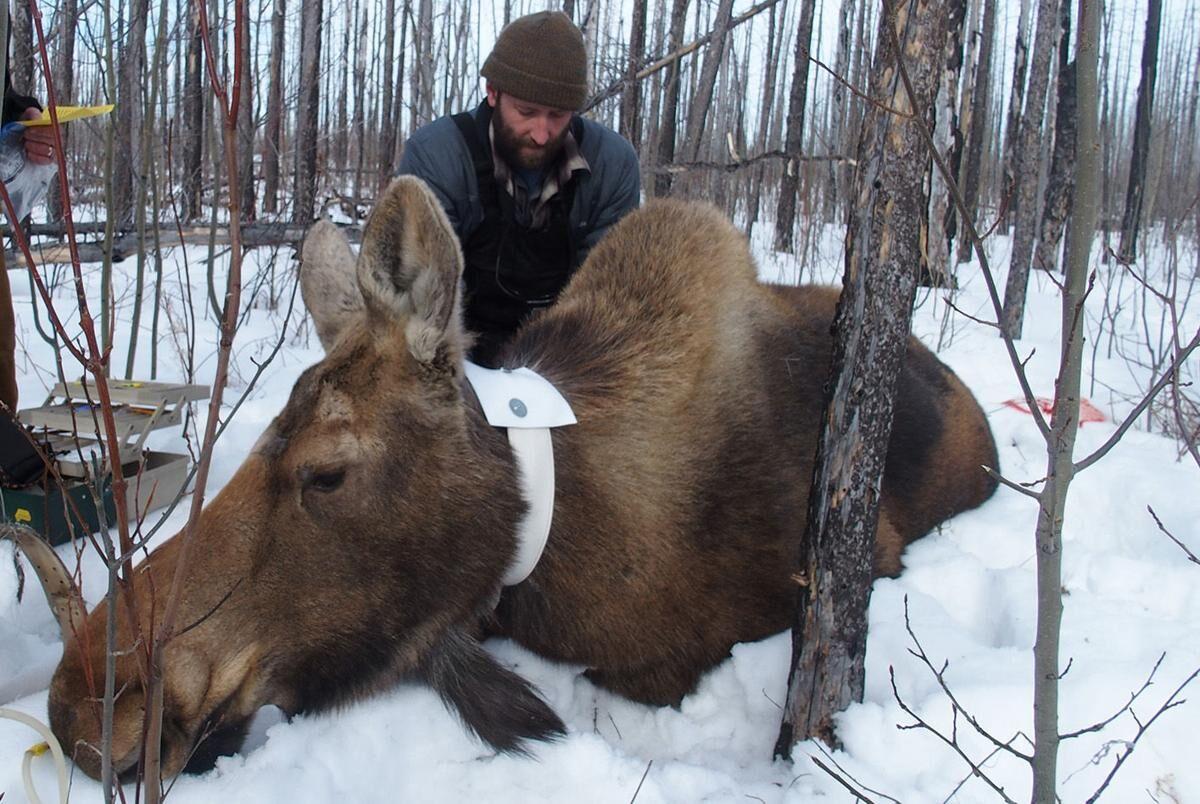 The most intensively studied and managed moose population in Alaska