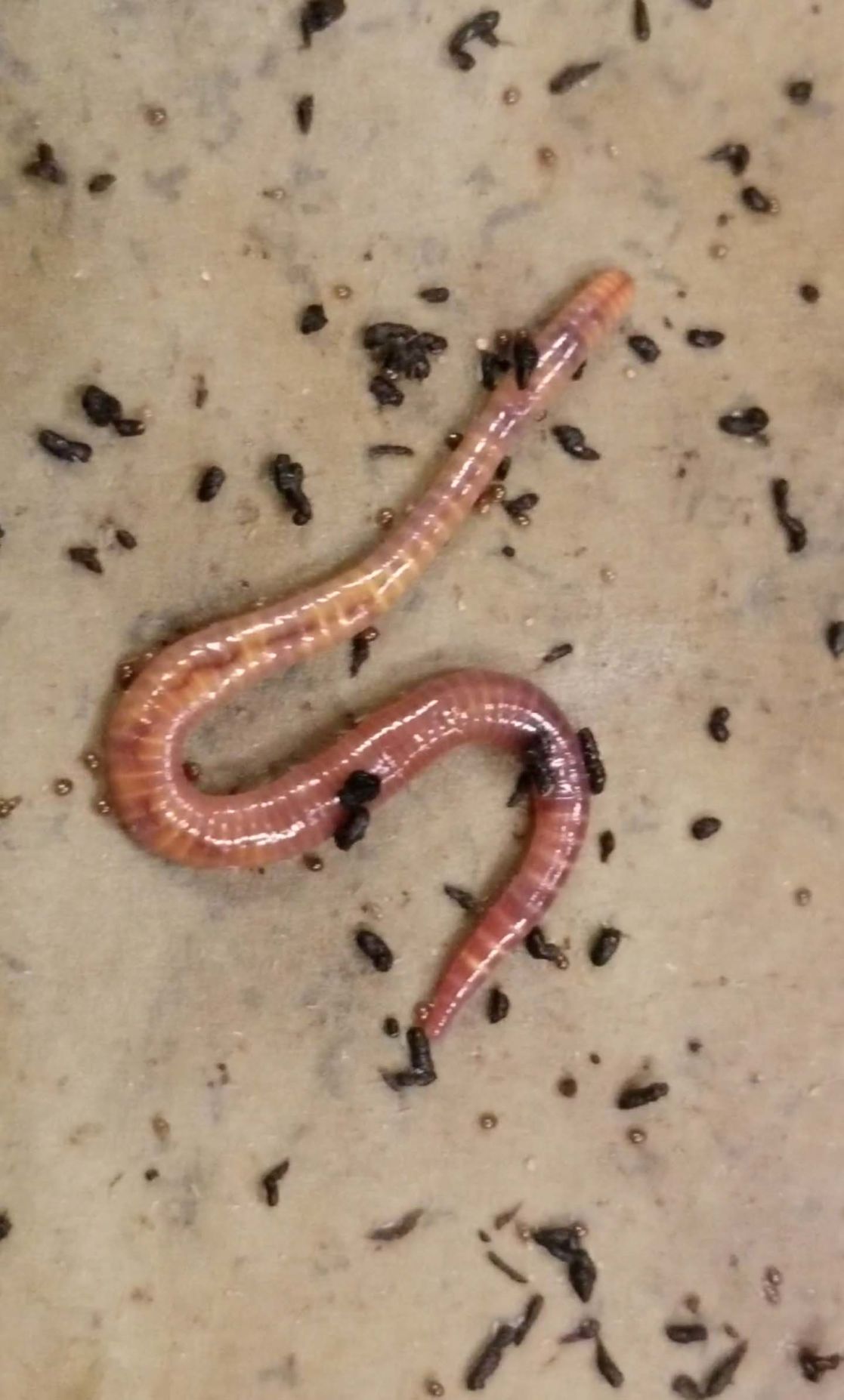 Alaska’s earthworms, friend and foe | Gardening | newsminer.com