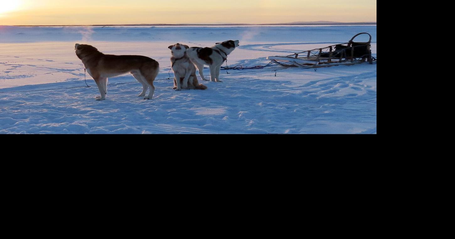 The occasional audio of our elusive neighbors: wolves | In The Bush ...