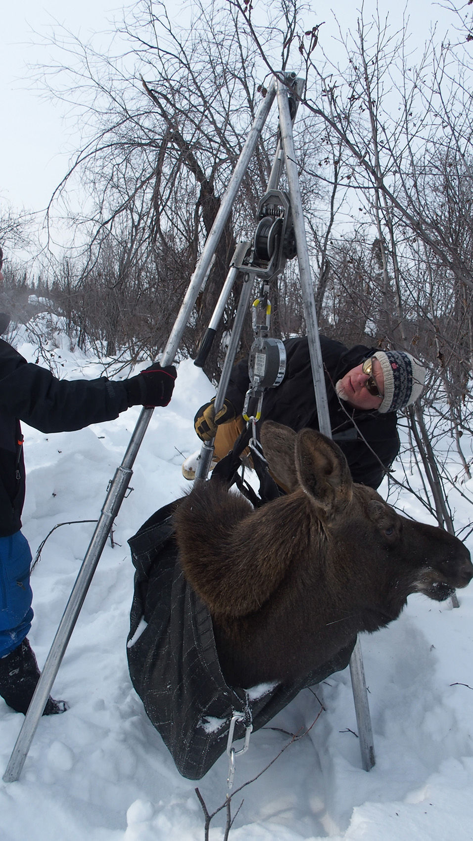 The most intensively studied and managed moose population in Alaska
