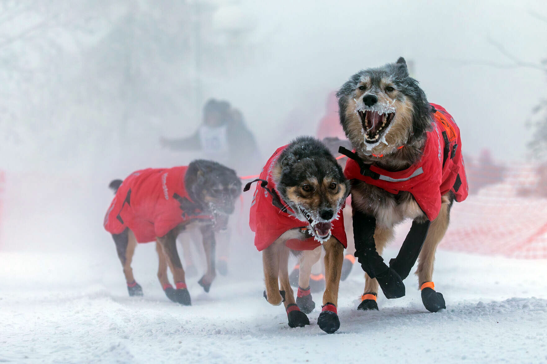 2024 Yukon Quest Alaska Start Marked By Fog Freeze And Frenzy Local   65bf12c51b2b6.image 