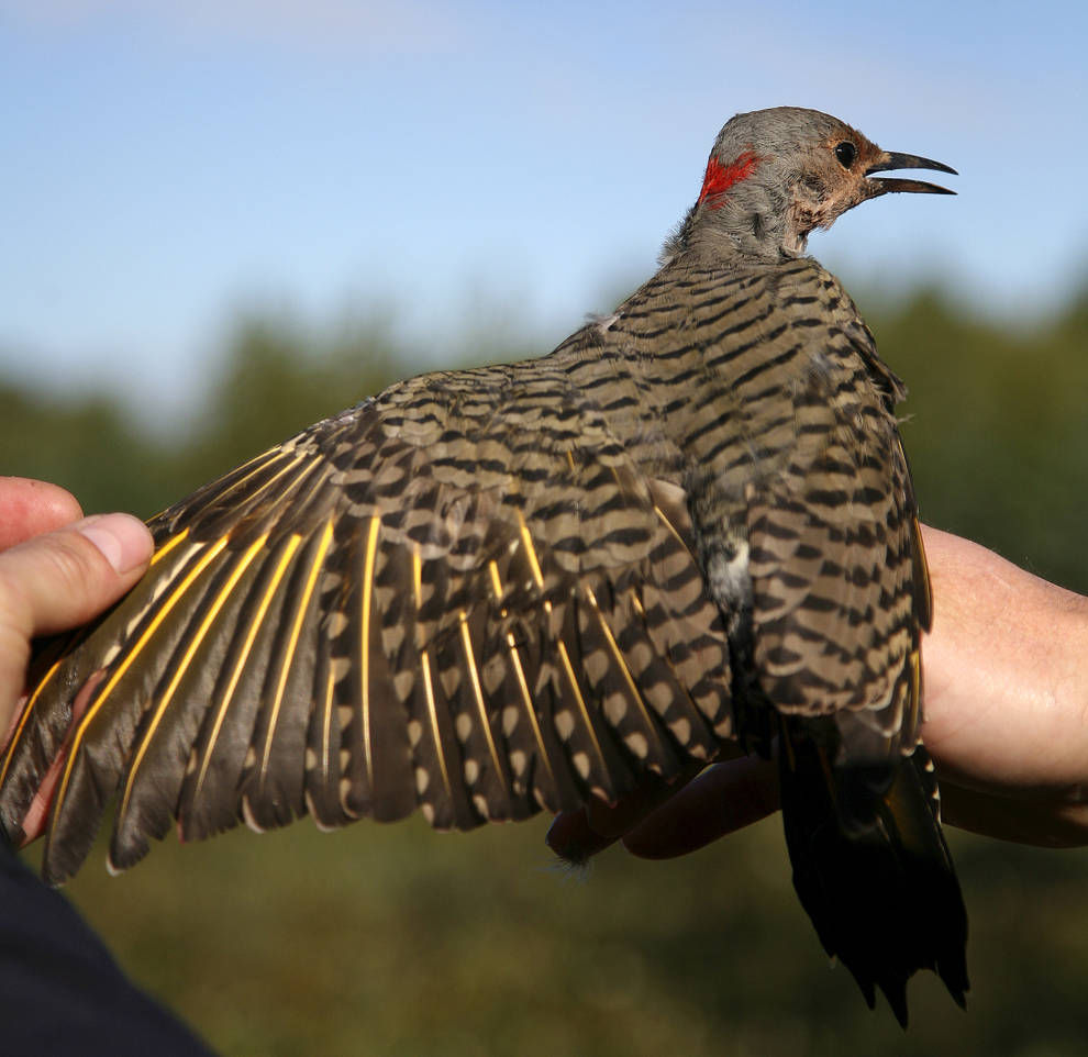 'Wickwickwick': northern flicker woodpeckers announce they're back | Outdoors | newsminer.com