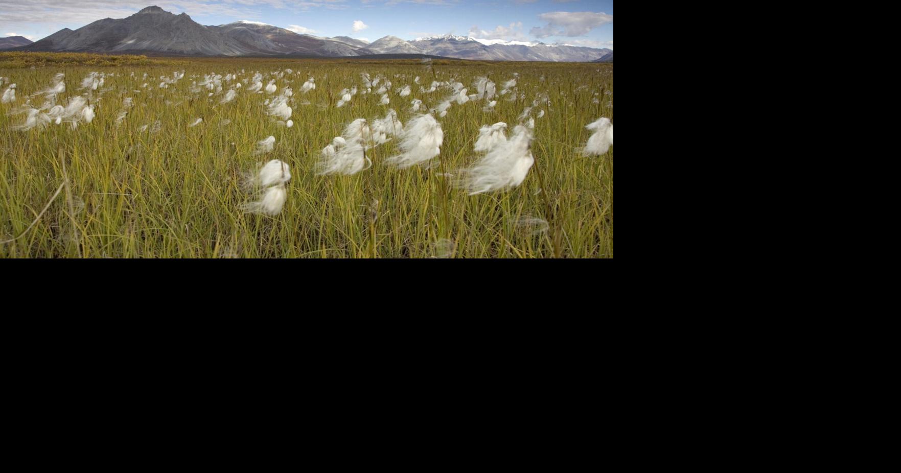 New oil and gas lease sale set for Arctic National Wildlife Refuge, amid litigation