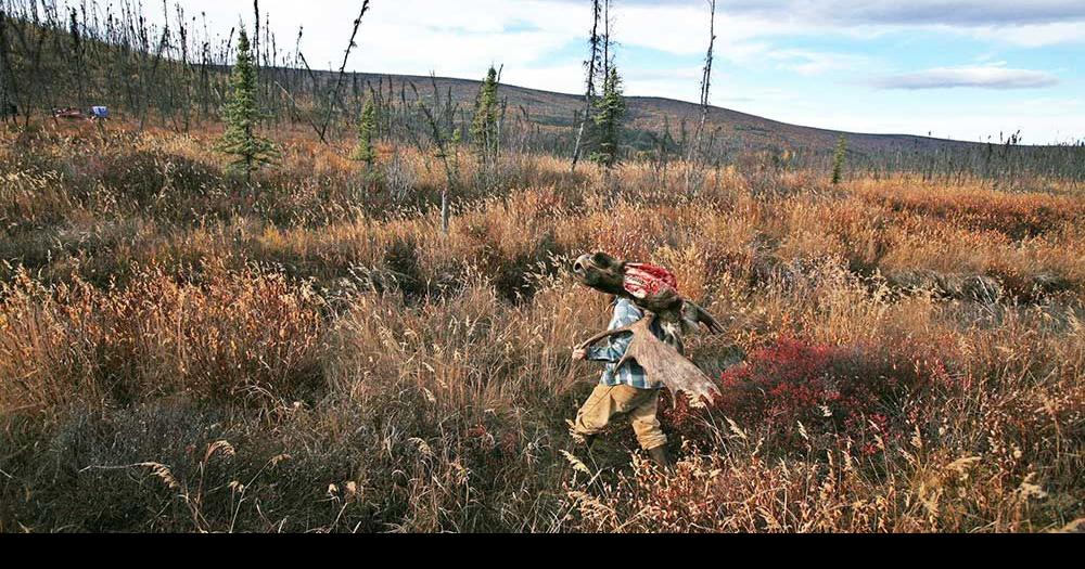 Field dressing a moose key to a successful hunt Outdoors
