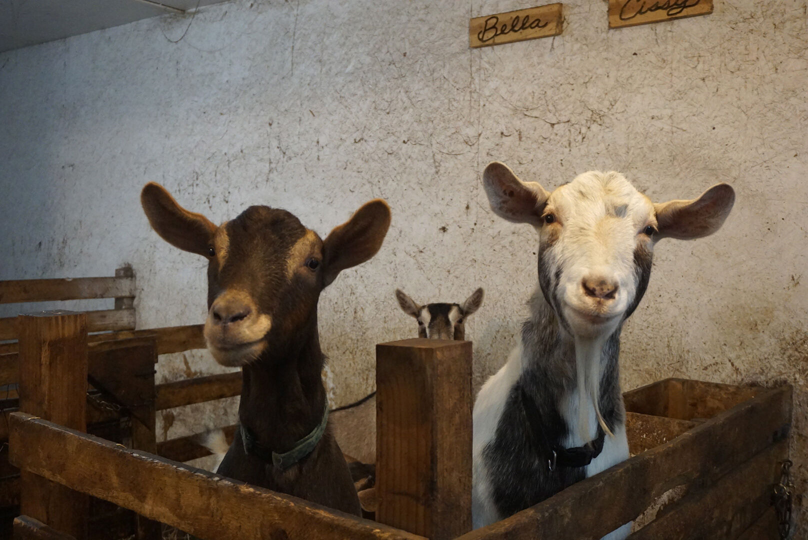 baby goat soap