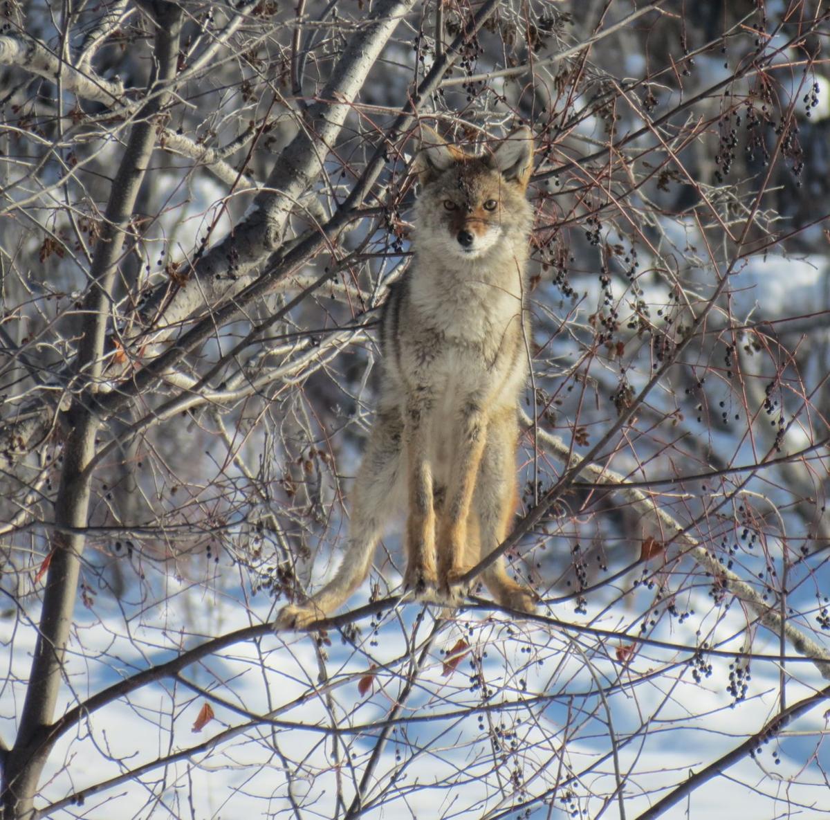Climbing coyote enjoys Fairbanks back yard Outdoors