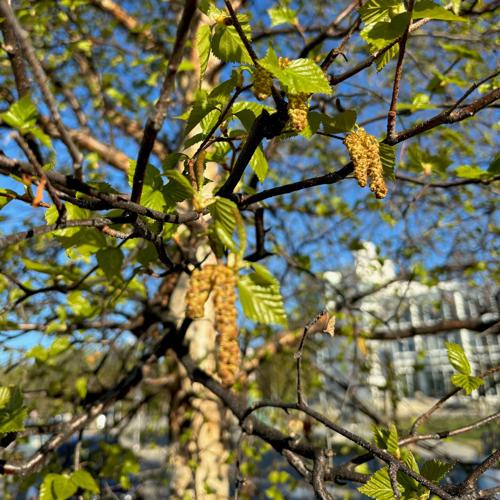 Birch catkins