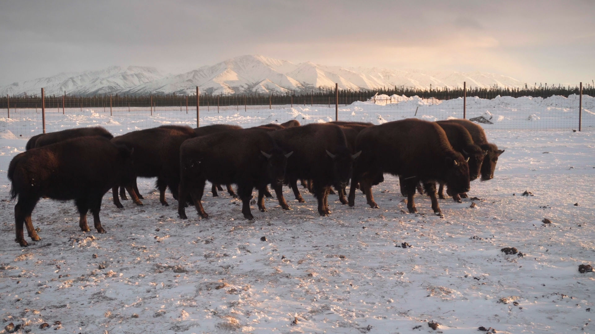Don Young submits bill to increase buffalo herds on tribal lands
