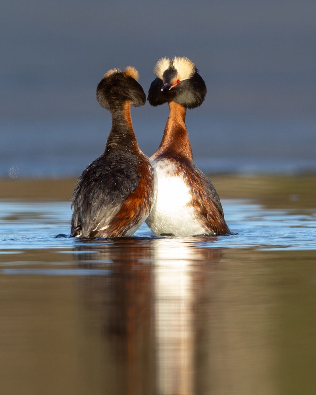 The reluctant migration of the horned grebe | Outdoors | newsminer.com