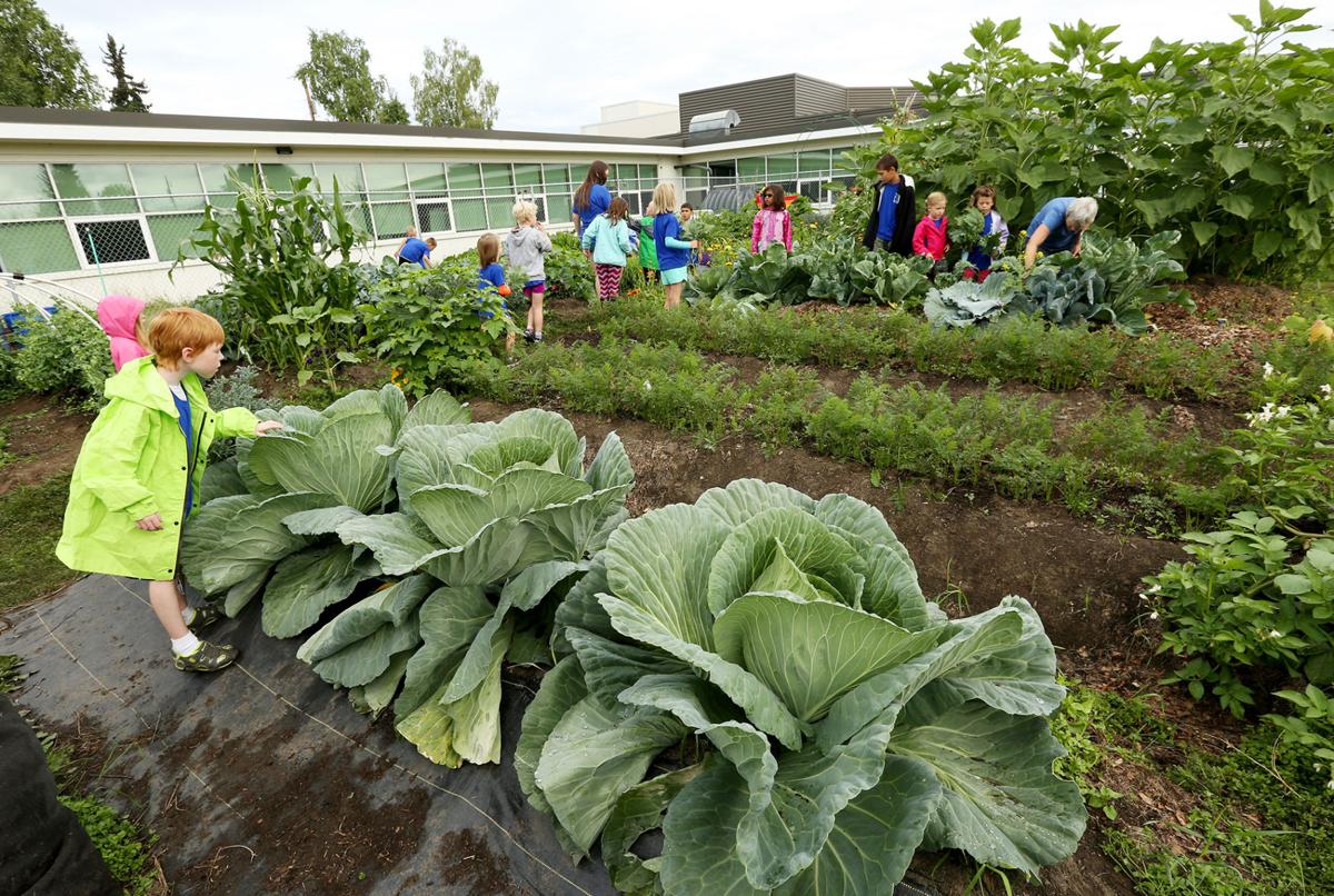 Camp Comet Garden Harvest