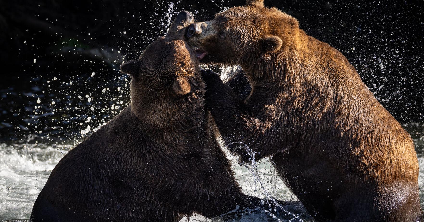 Conservation photographer David Shaw leads hands-on workshops - Vimarsana News