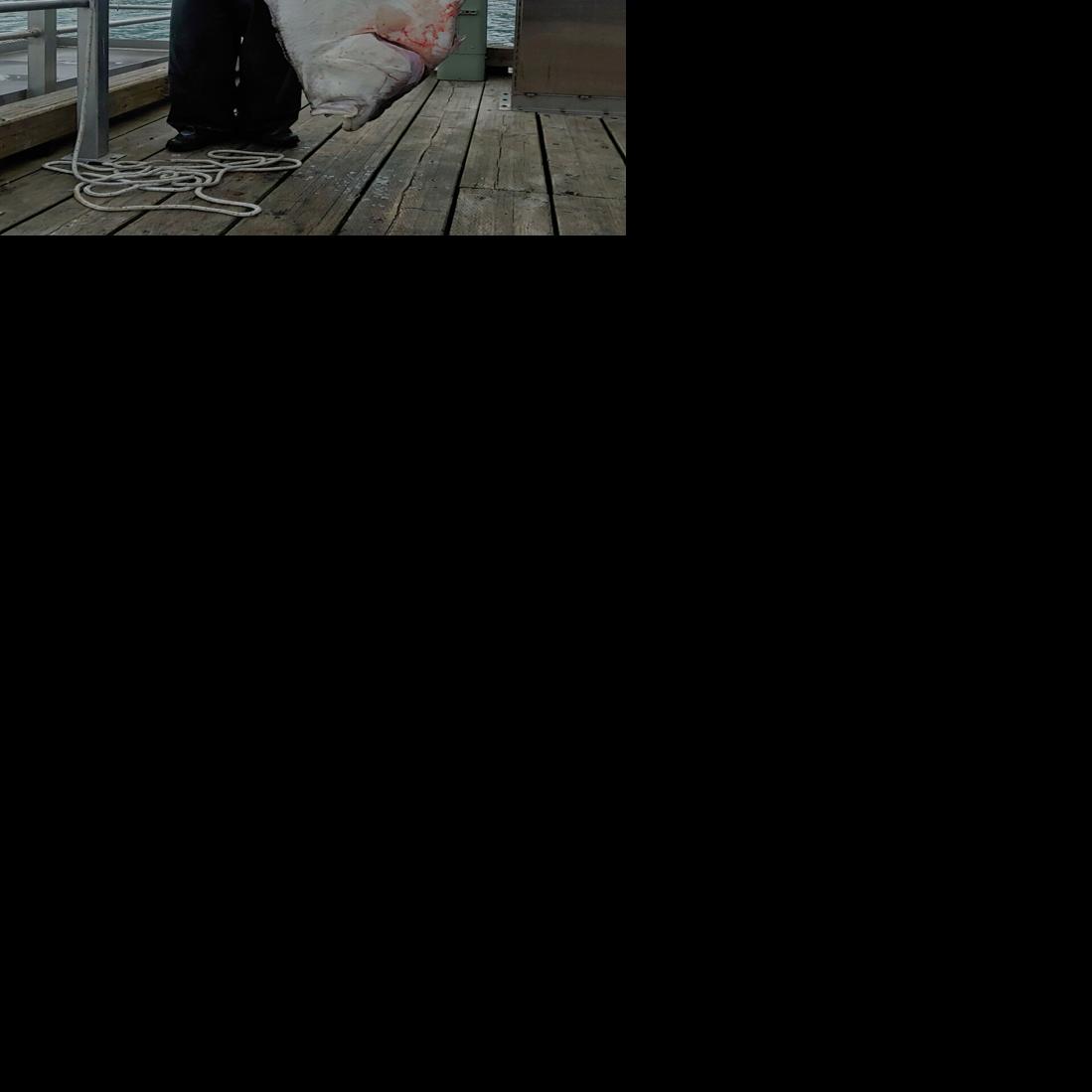 Halibut derby leaders remain unchanged Outdoors