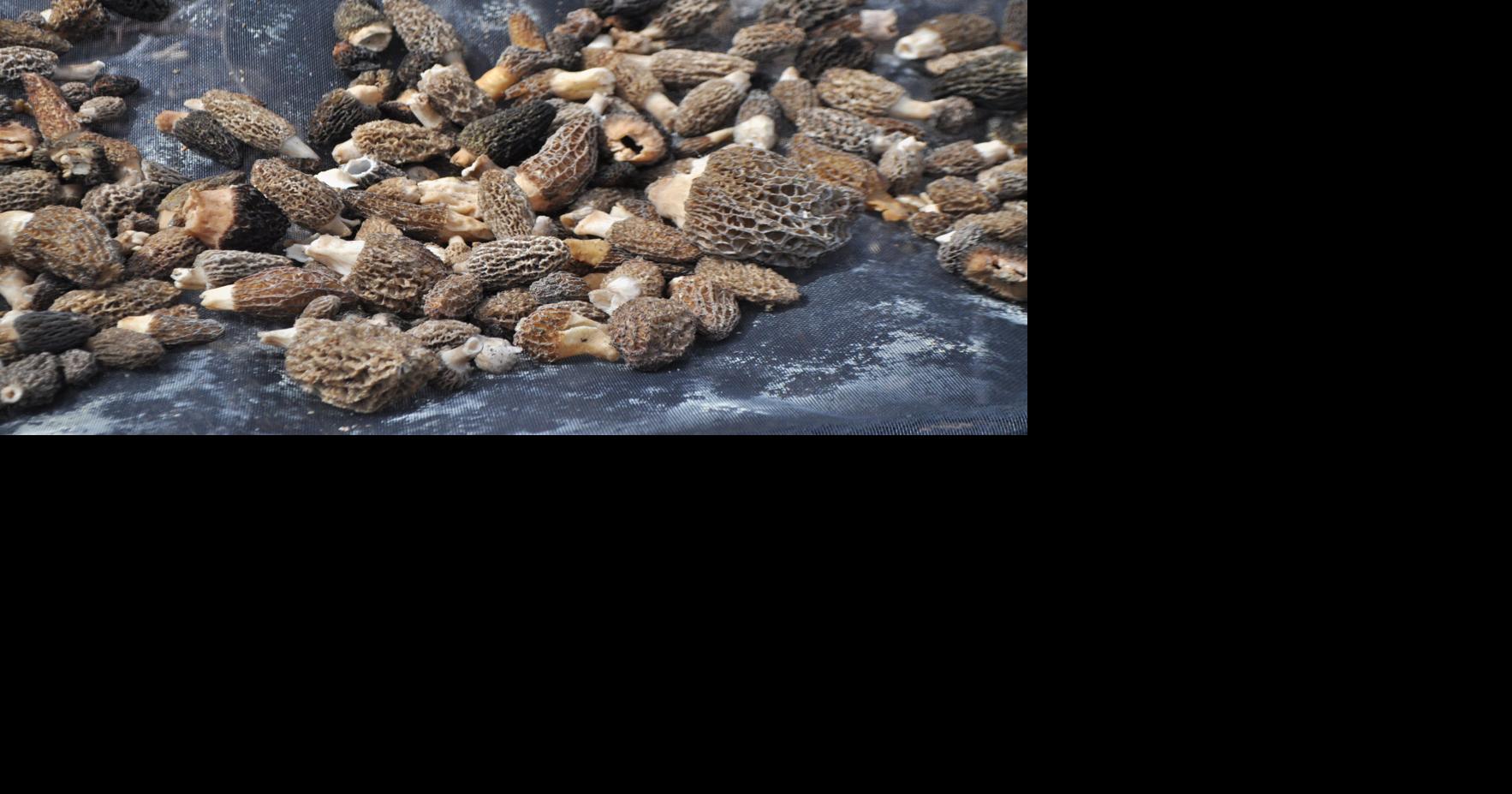 Entrepreneur hopes to sell Alaska’s abundant morels Outside Outdoors