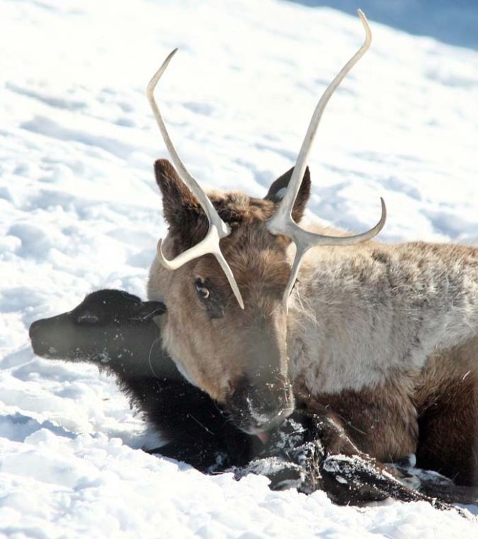 Reindeer Calf Birth | Featured | newsminer.com