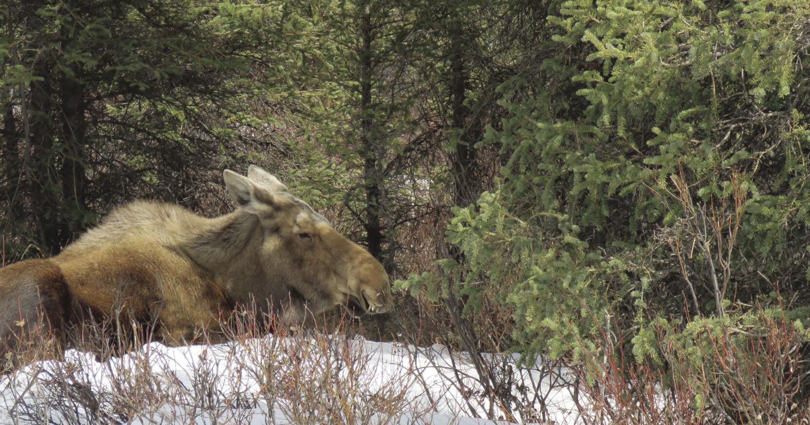Moose kills Homer man trying to photograph her newborn calves - Vimarsana News
