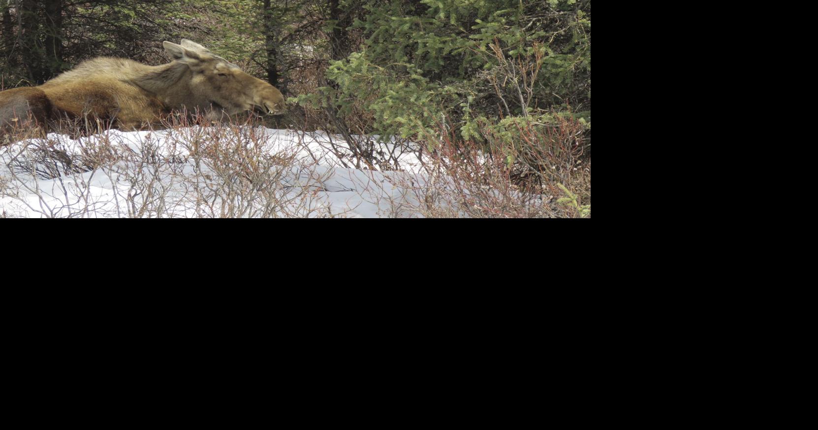 Moose kills Homer man trying to photograph her newborn calves | Alaska ...
