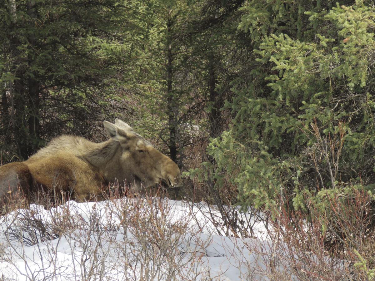 Moose kills Homer man trying to photograph her newborn calves Alaska