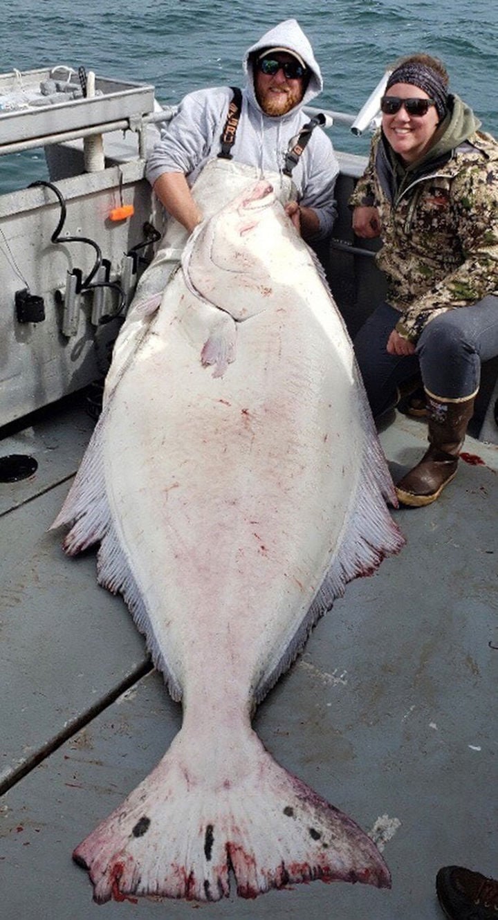 halibut fish