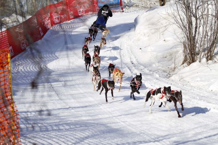 Fairbanks a mecca for dog mushing, the Alaska state sport