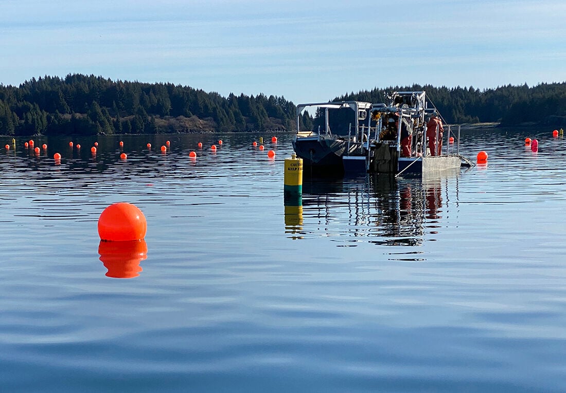 Farmers harvest seaweed near Kodiak.