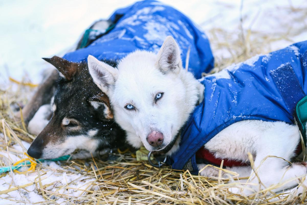 2019 Yukon Quest - Two Rivers