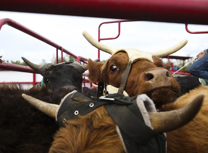 Rare Fairbanks rodeo draws a crowd at Tanana Valley State Fair Local