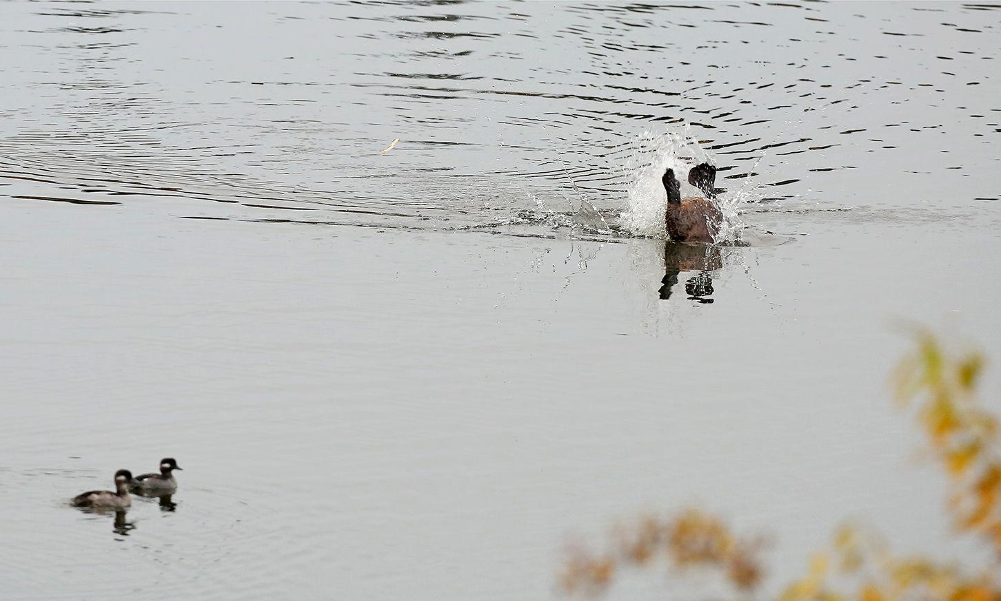 Beaver Dive Featured