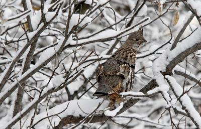 Winter Storm Warning Issued For Fairbanks Interior Alaska