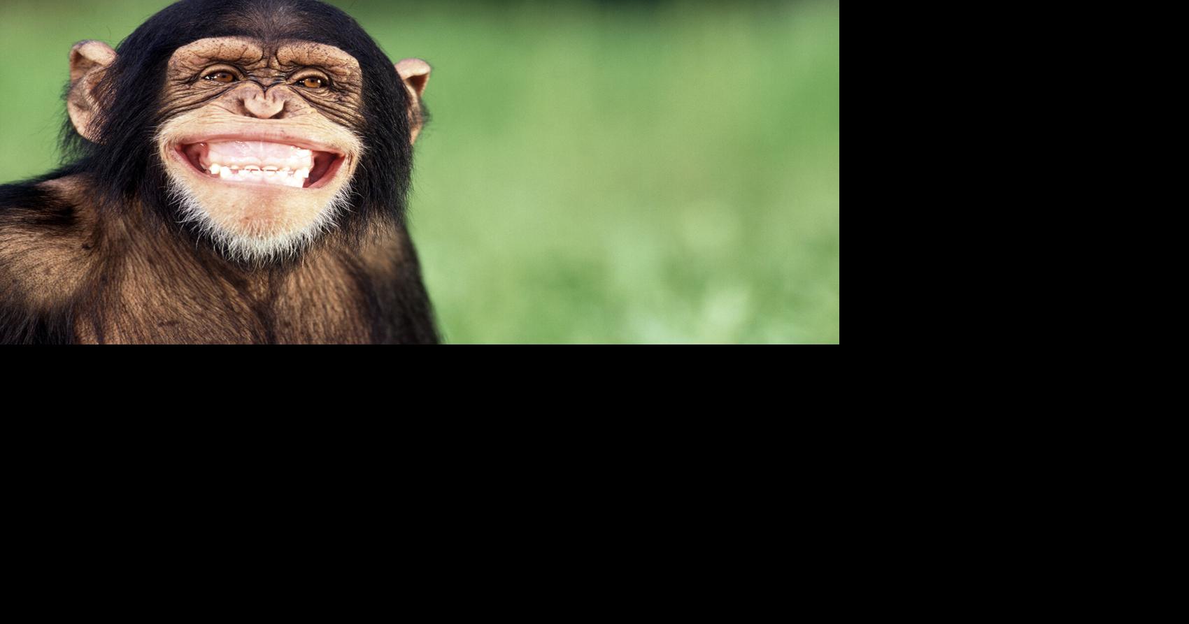 Laugh like a monkey, read like a human