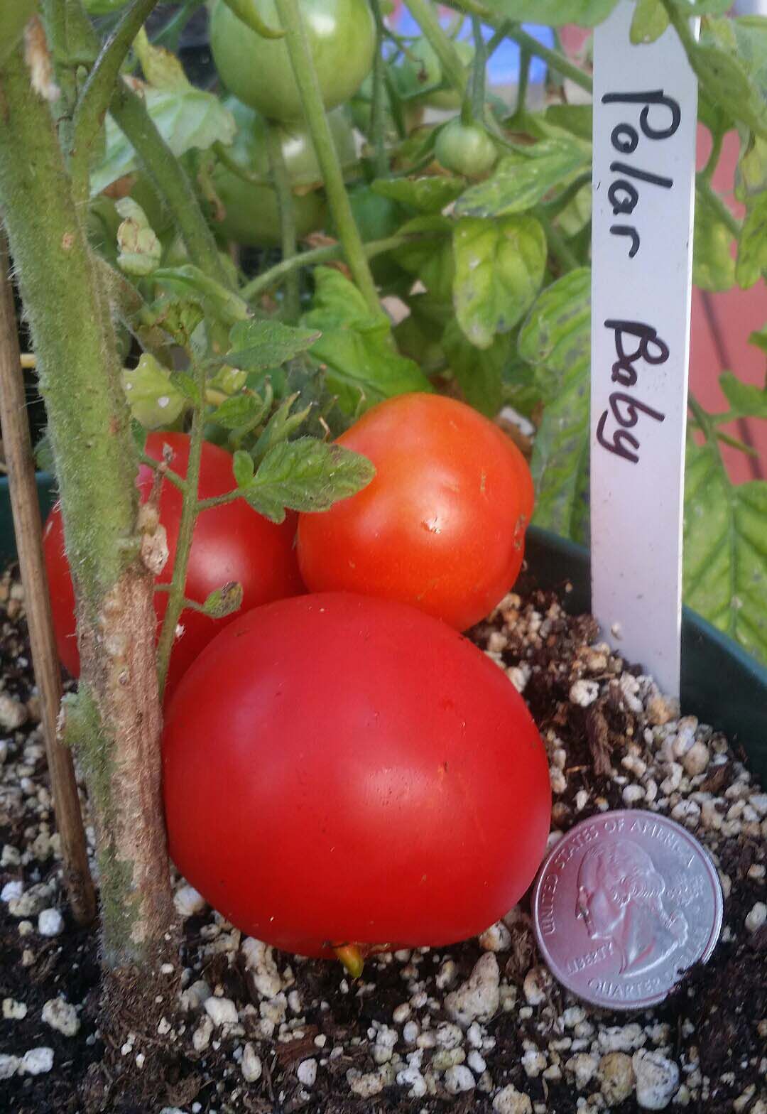 Tomatoes Do what it takes to ripen them on the vine Gardening