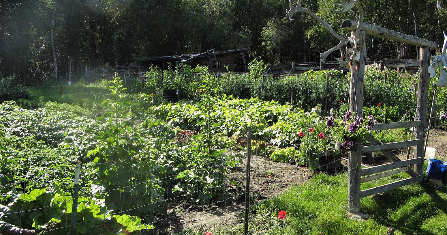 Tips, tricks and hints to grow a great garden in Alaska - Vimarsana News