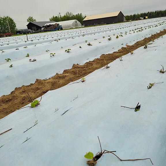 Bump up your strawberry production - Vimarsana News
