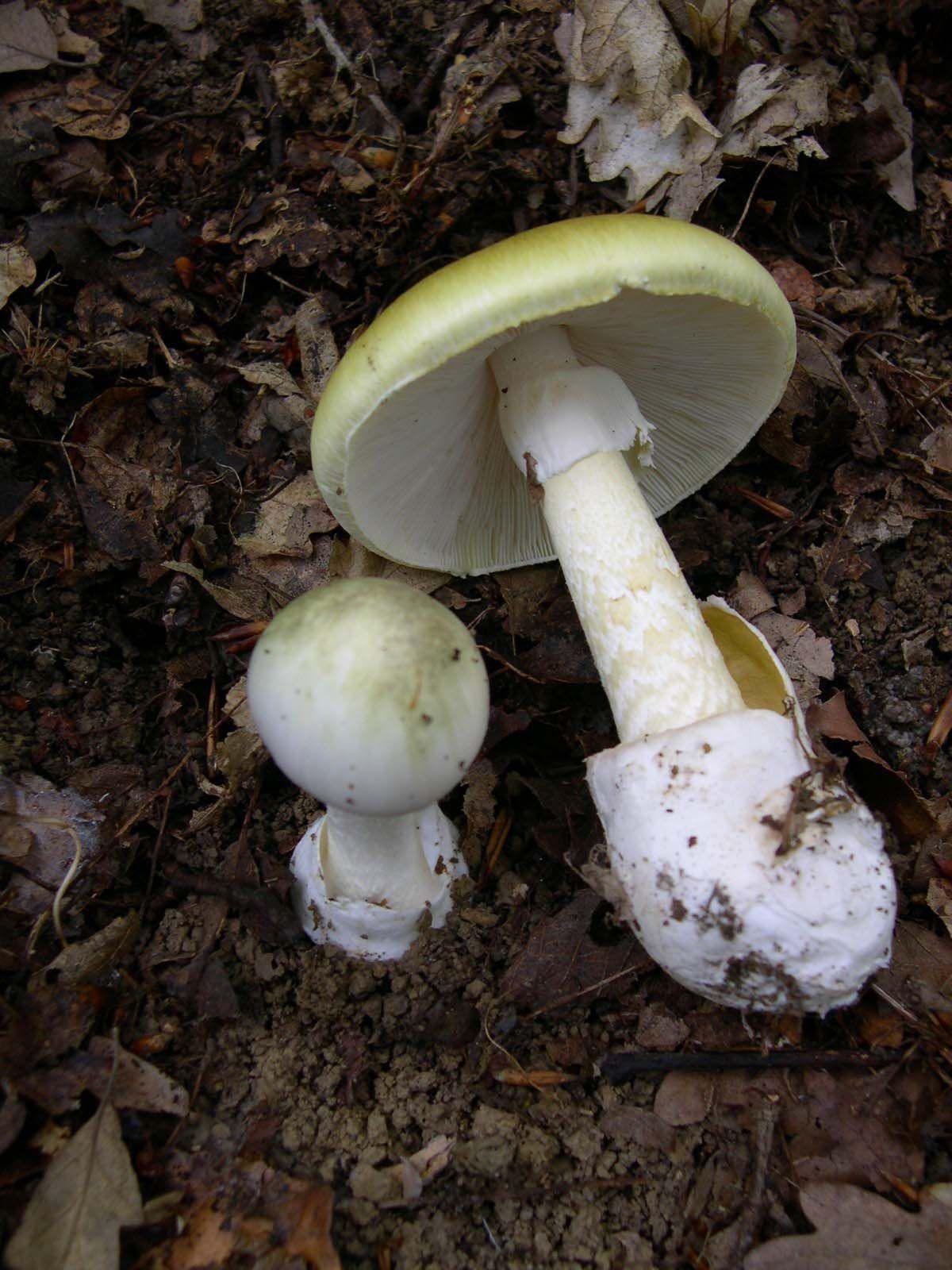 14 poisoned by death cap mushrooms in California Food