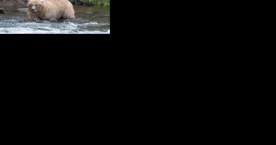 Sows' salmon-supported size dominate Katmai's Fat Bear Week | Outdoors - Vimarsana News