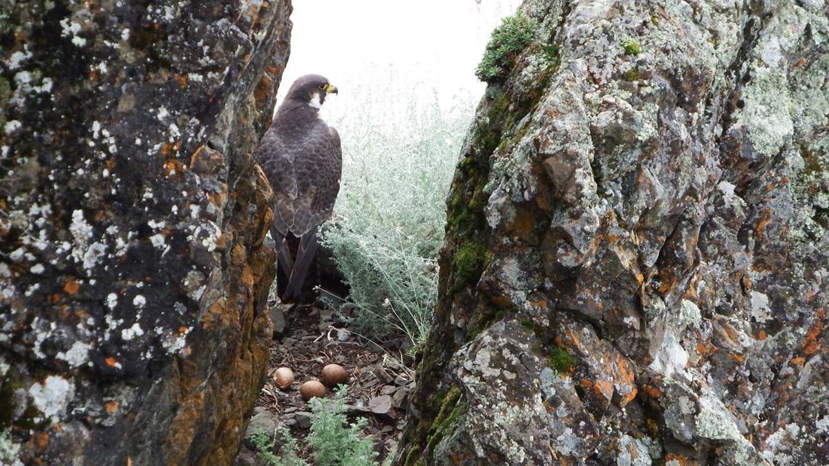 Eyewitness To The Peregrine Falcons Recovery Alaska