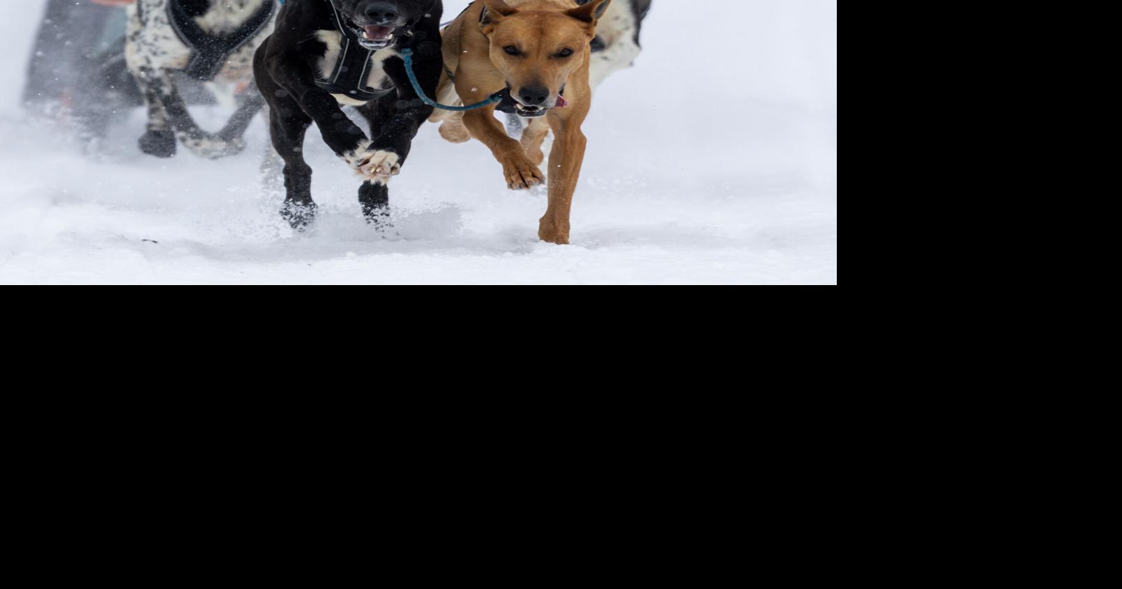Champions crowned at LNAC following three days of sprint mushing races ...