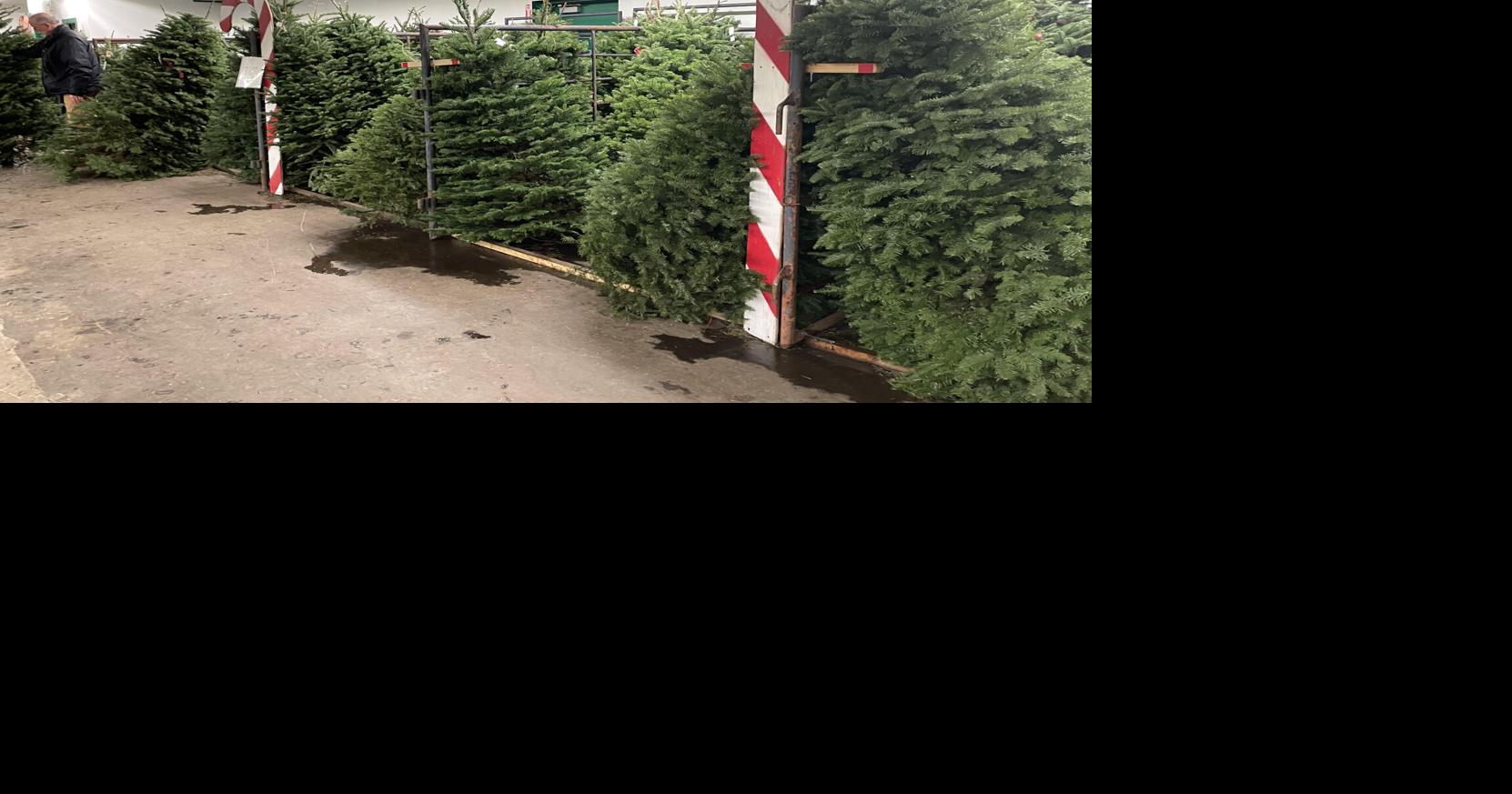 Annual Kiwanis Christmas tree sale benefits youth Local News