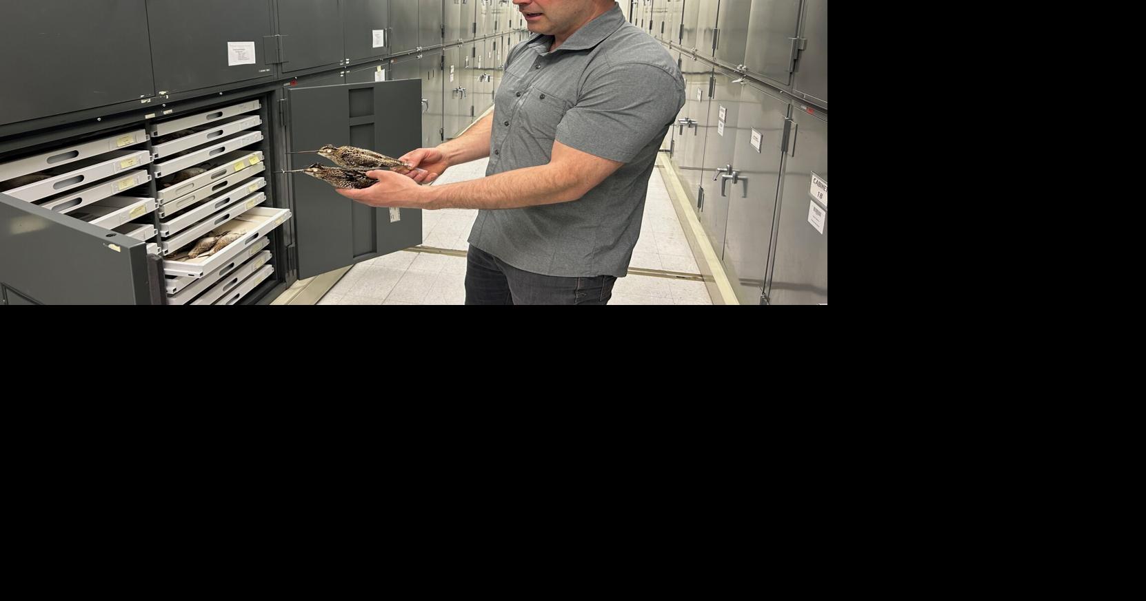 A bird and a puzzling sound lead to discovery