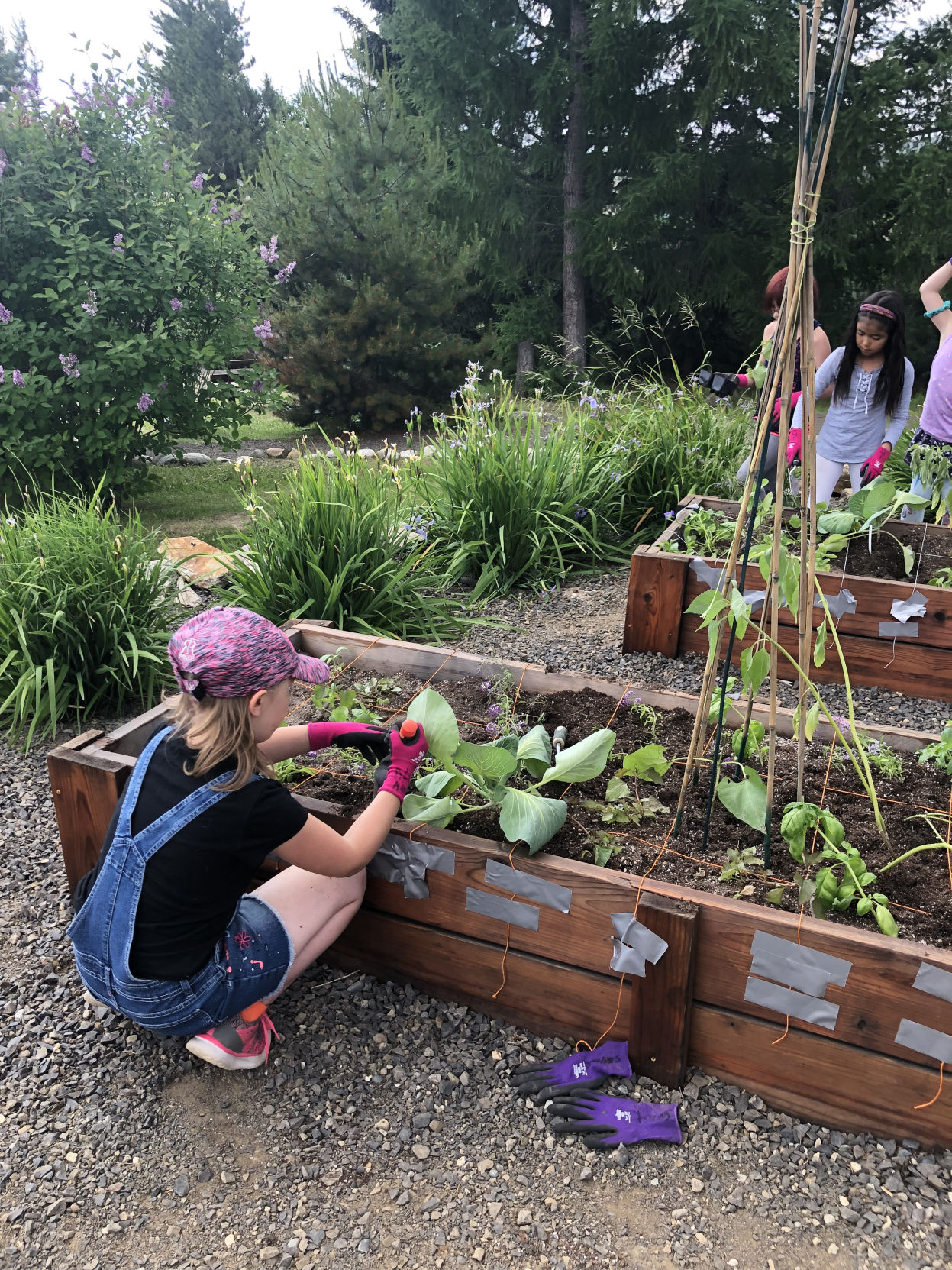 UAF summer sessions to continue with a new approach Kris Capps