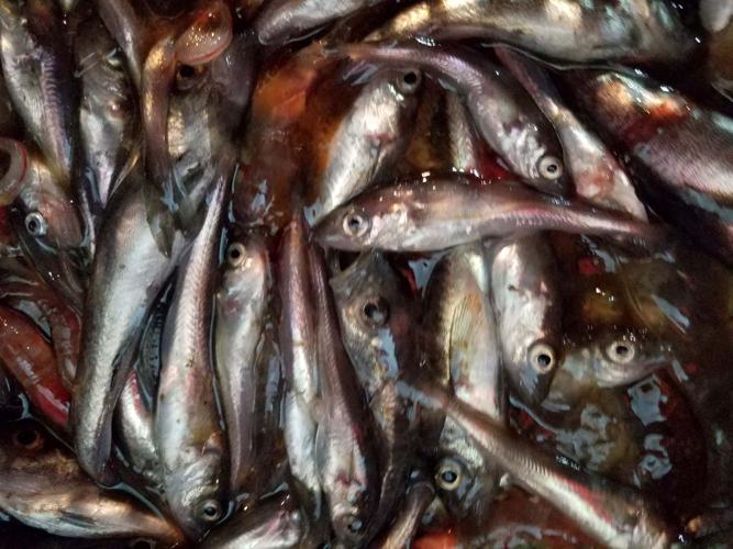 The science of the sikuliaq research vessel explores ocean s food