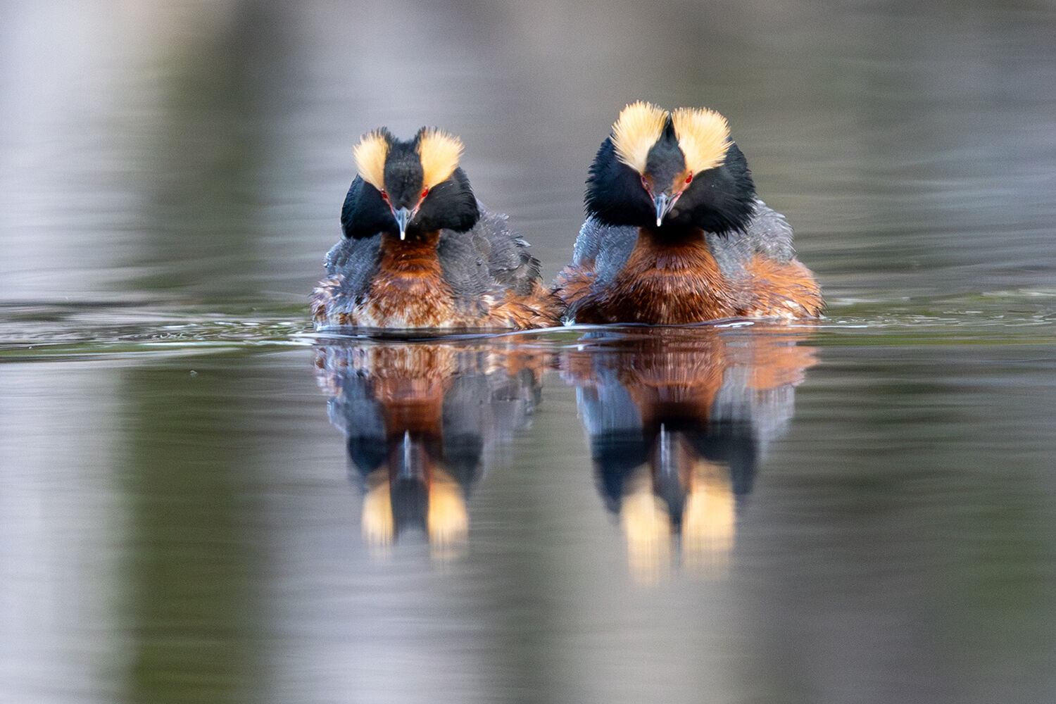 P.phoebus（1メス、アラスカ産） The reluctant migration of the horned grebe | Outdoors | newsminer.com