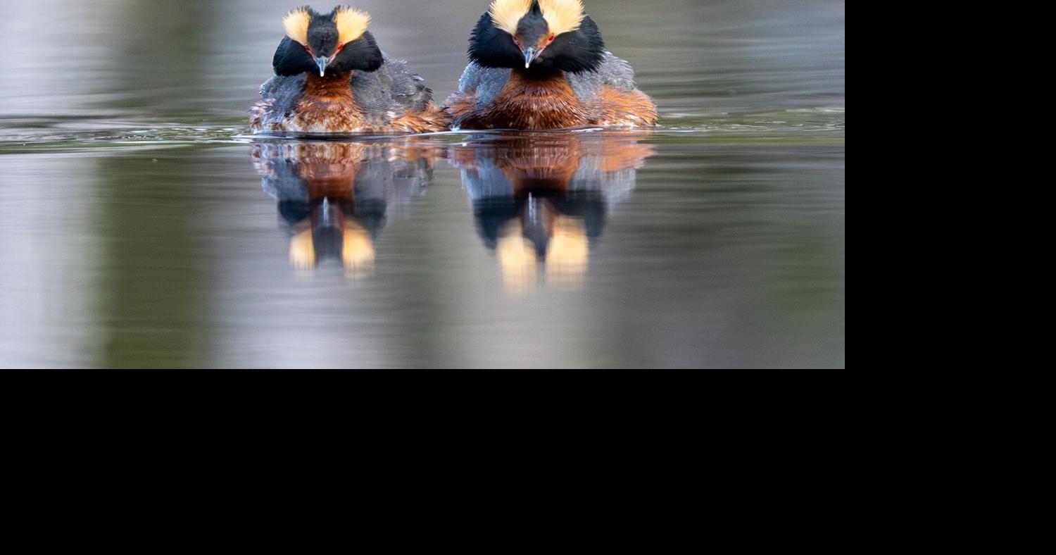 The reluctant migration of the horned grebe